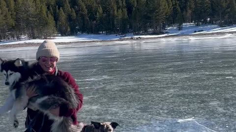 Siberian Husky Tries Ice Skating