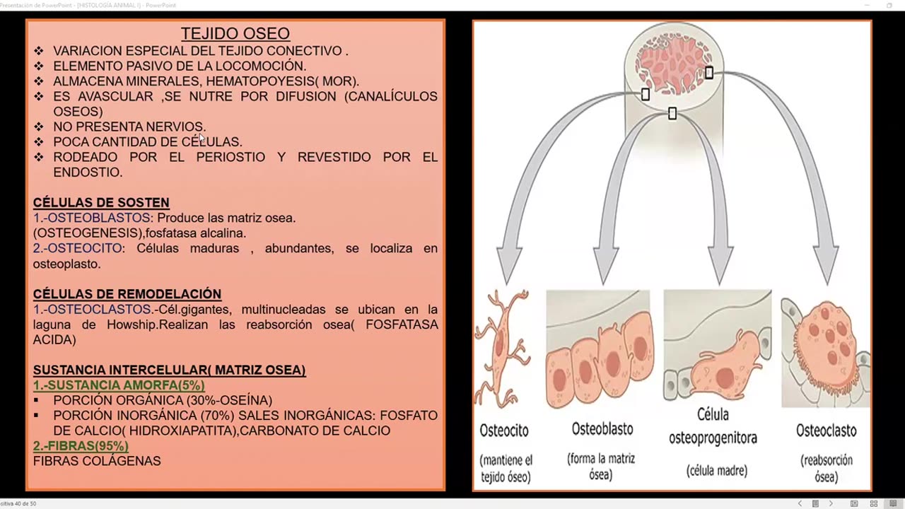 SAVIA REGULAR 2025 | Semana 02 | Anatomía