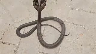 Mongoose takes down a cobra