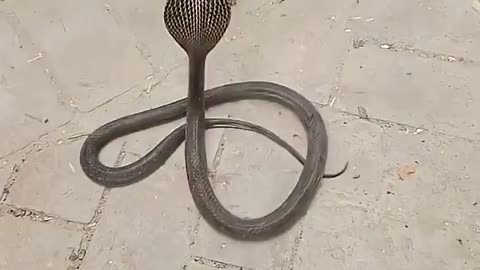 Mongoose takes down a cobra