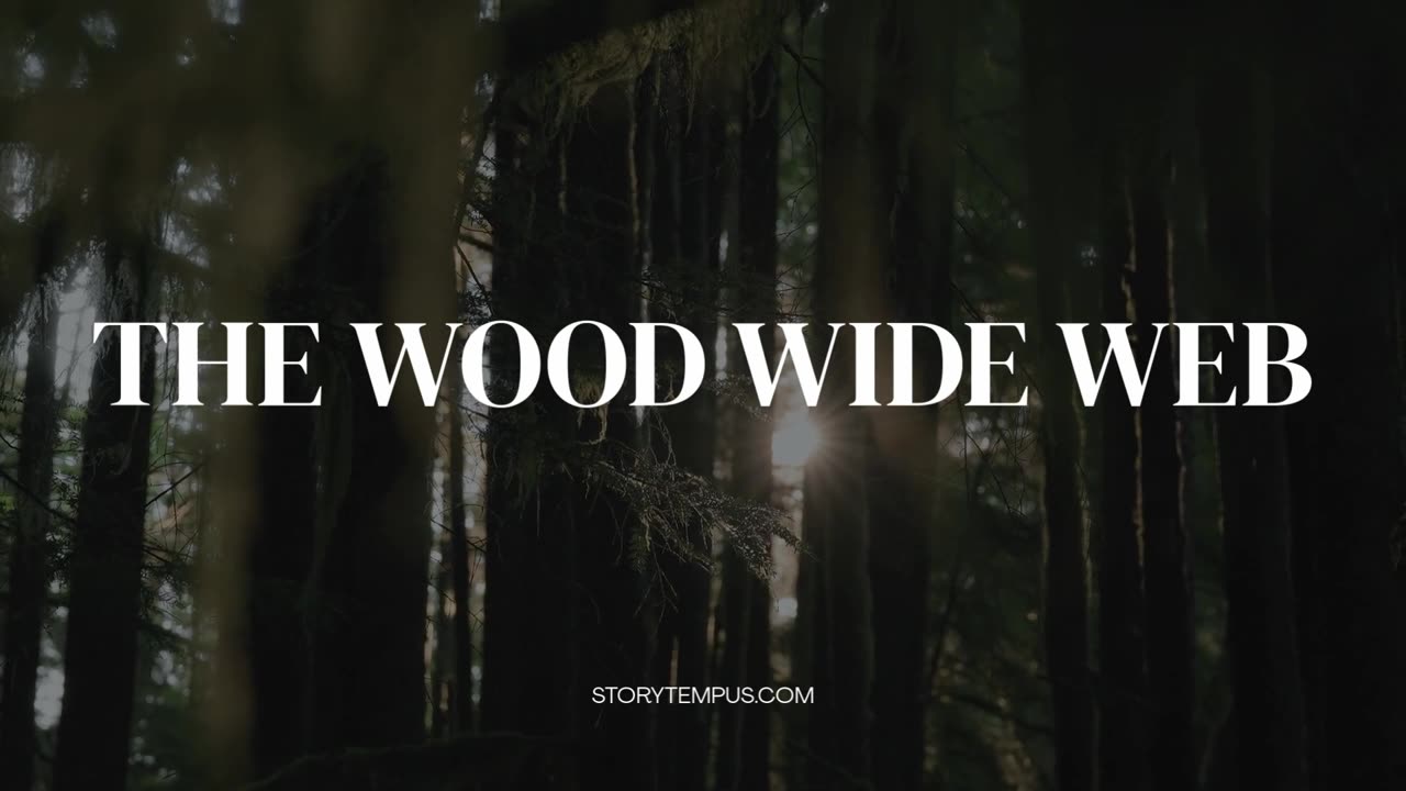 The Wood Wide Web