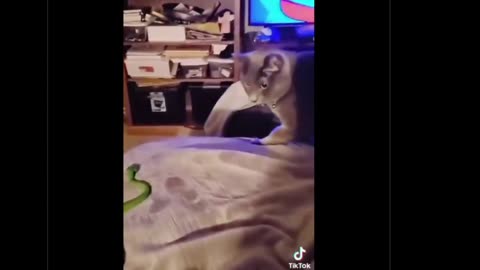 Fuķ Cats/Yay Dogs • by DP • 01-13-2026