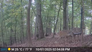 The Woods – 10/08/2025
