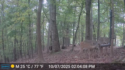 The Woods – 10/08/2025