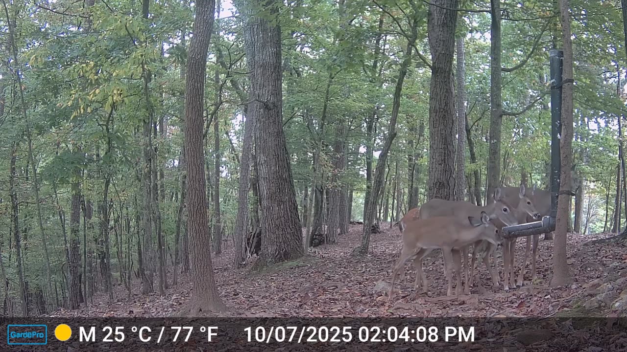 The Woods – 10/08/2025