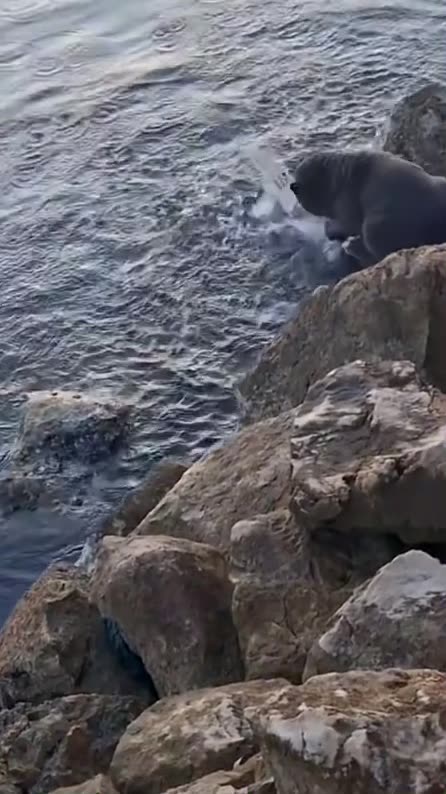 Cute cat pray the fish