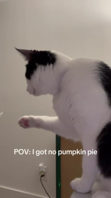 I got no pumpkin pie 😔