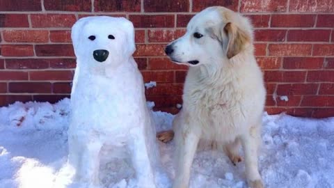 Funny Dogs Encountering Snow For the FIRST TIME!