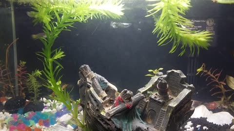 My first Live Plant Aquarium