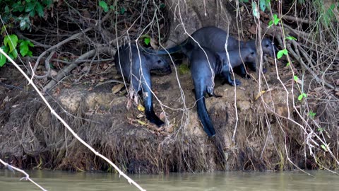 Giant river otters engage in puzzling behaviour