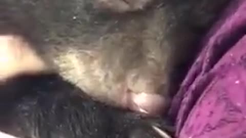 That sound means the baby bear feels safe | funny video | crazy clips