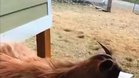 Goats Freezing