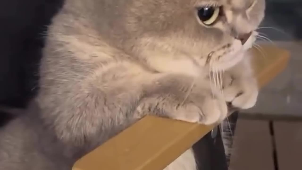 Funny cat