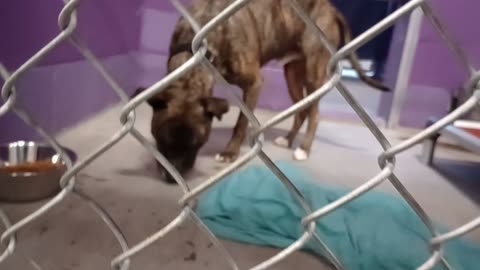 Bolo 8y Pet Id 949922 kennel 18 HSSAZ shelter was ~picky @ 1st but he liked companionship20251128711