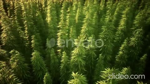 Curren$y - Evasive Driving (VIDEO)