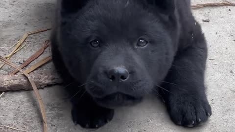 Cute and fierce five black dogs, so good-looking