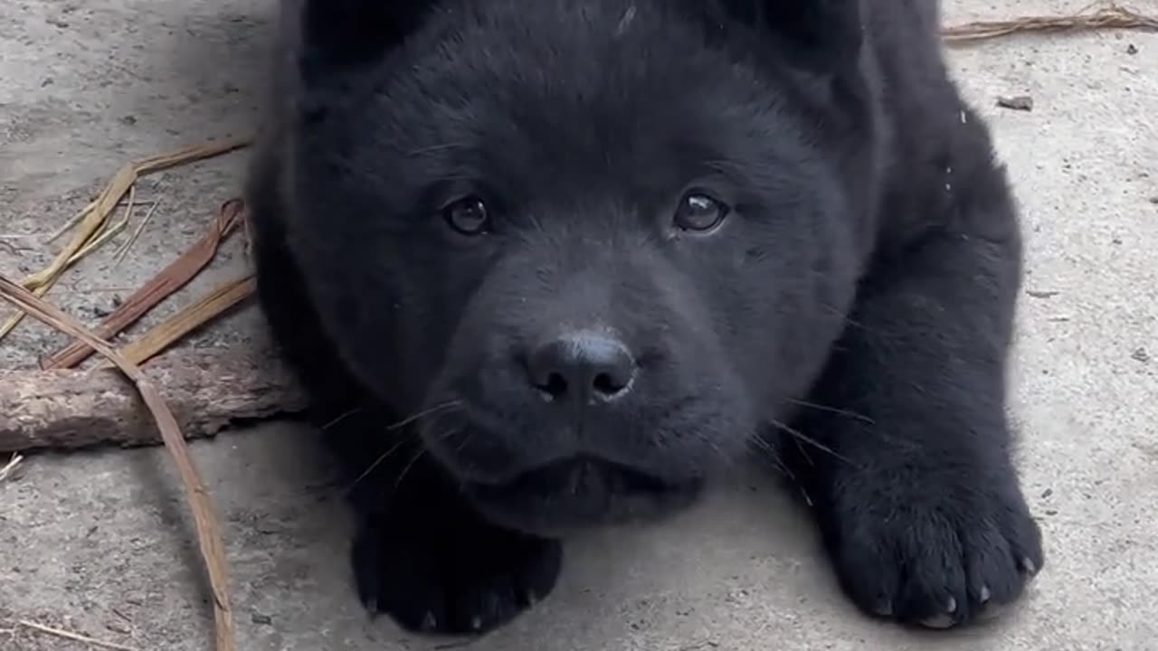 Cute and fierce five black dogs, so good-looking