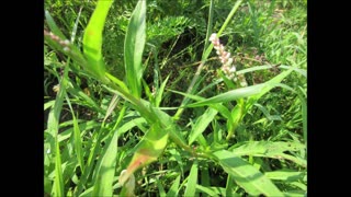 Fae Spiritual Blessing Lady's Thumb July 2024