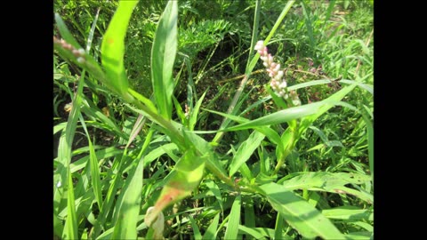 Fae Spiritual Blessing Lady's Thumb July 2024