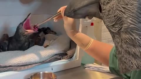 🧠✨ How Orphaned Ravens Are Fed to Stay Wild | FeedMyCuriosity