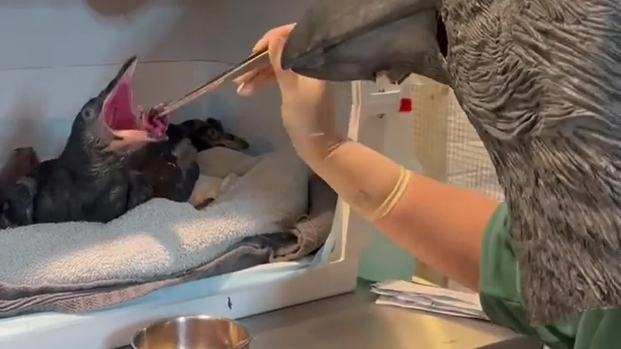 🧠✨ How Orphaned Ravens Are Fed to Stay Wild | FeedMyCuriosity