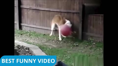 Best Funny Animal Videos 2025😂 try for not lough