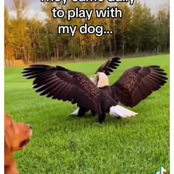 Humans are like Gods for animals