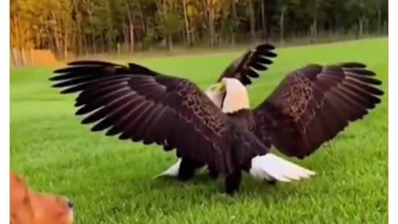 Humans are like Gods for animals