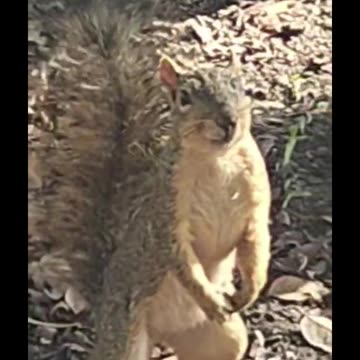 Squirrel Foraging ASMR | Calm Neighborhood Wildlife Moment #Shorts