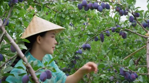 Prunes—The Most Romantic and Refreshing Purple Fruit of Autumn【