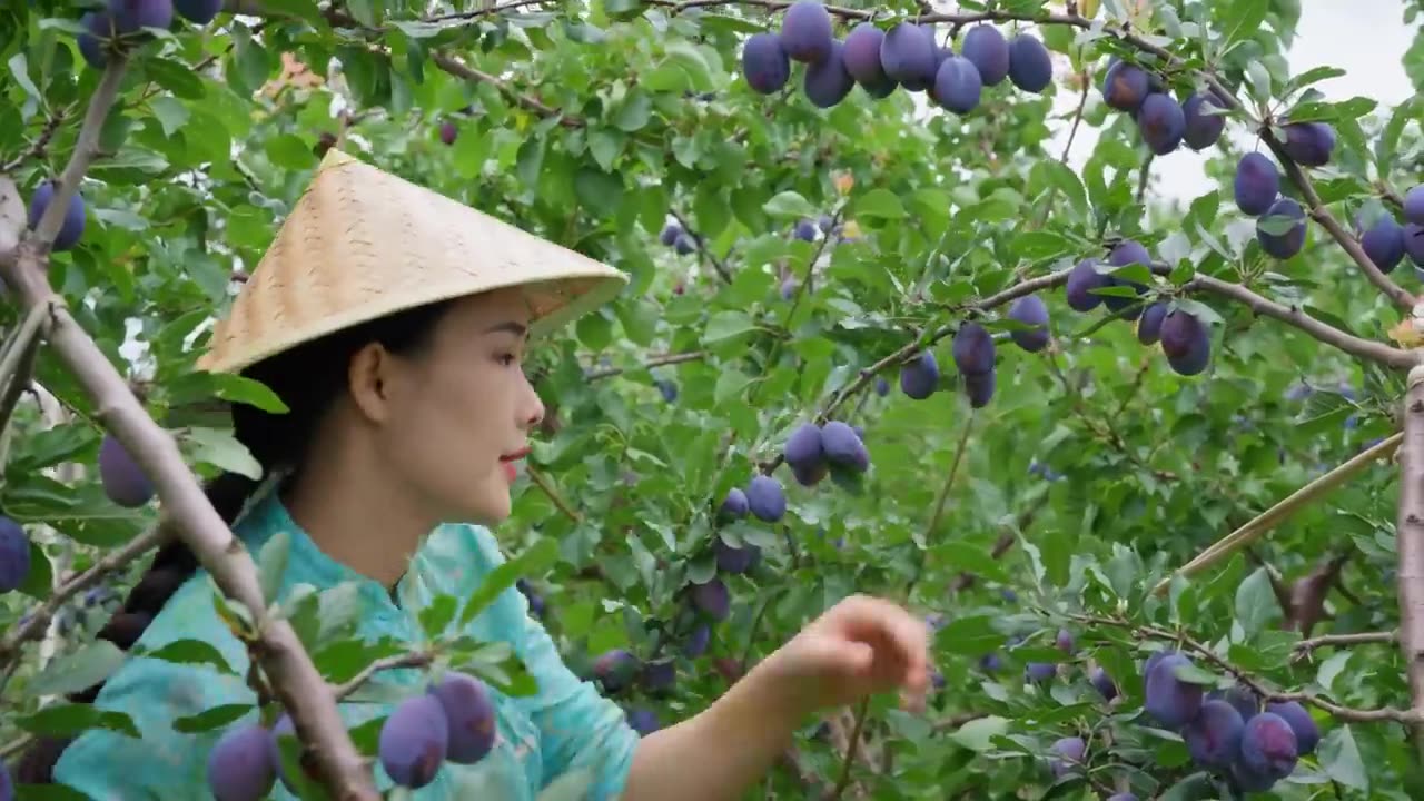 Prunes—The Most Romantic and Refreshing Purple Fruit of Autumn【