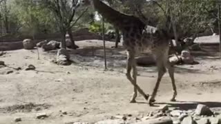 giraffe