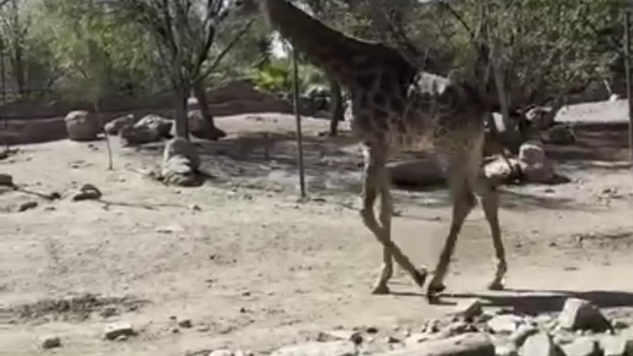 giraffe