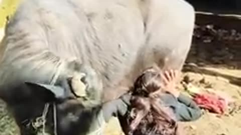Short Video