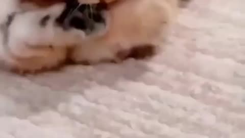 Furry Felines in Their Funniest Moments
