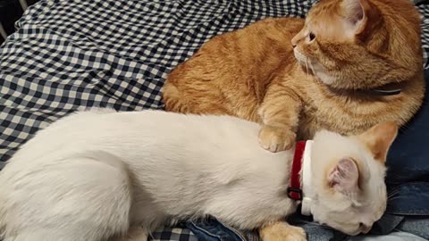 Big Brother Jake #cats #catshorts #pets #animals #catlovers #catvideos #sweet #pet #cats #petlover