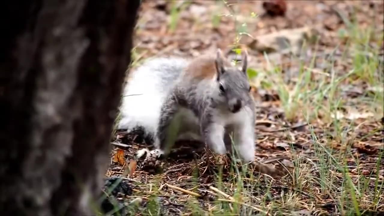 Cute Animal Videos