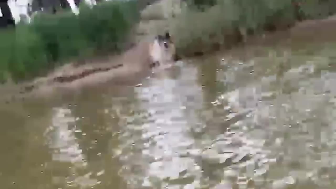 Rescued Dog Being Drowned by Kangaroo