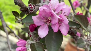 Nature's Beauty