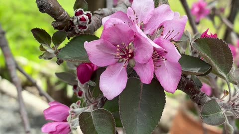 Nature's Beauty