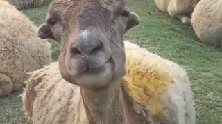 😂🐄 You Won't Believe What This Looks Like! | FunFM