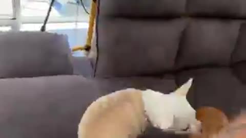Animals Funny Video