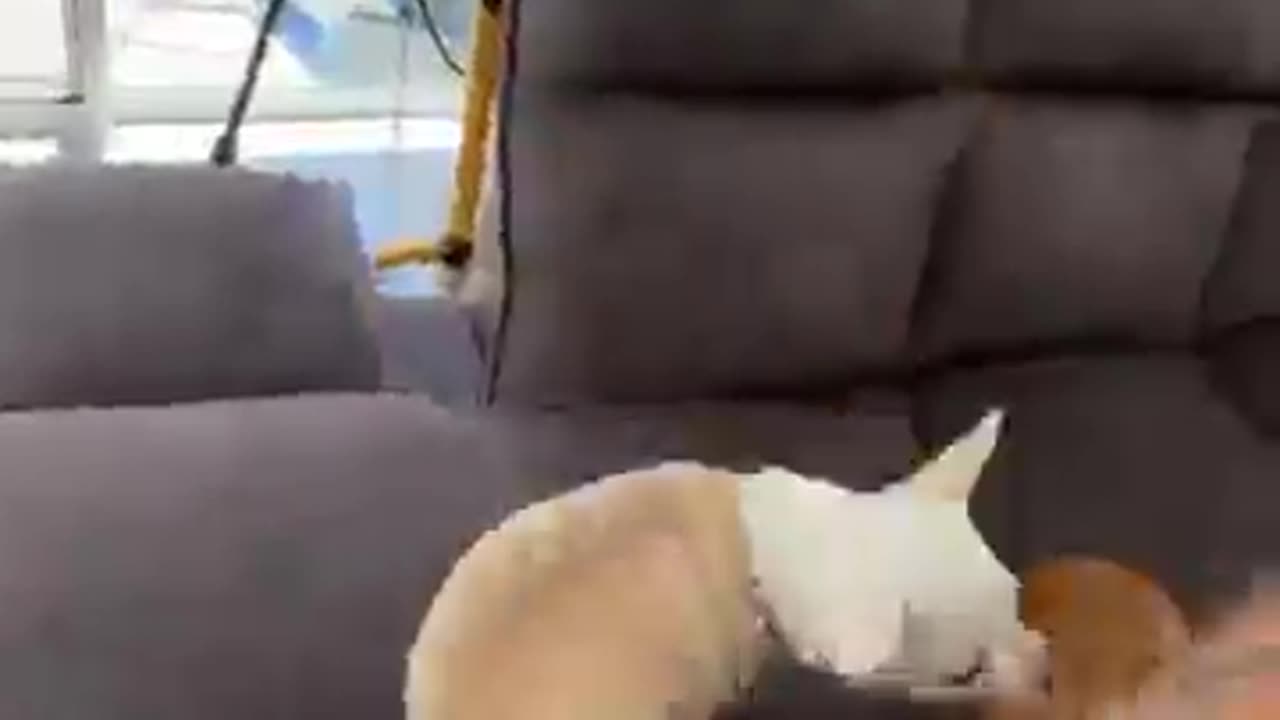 Animals Funny Video