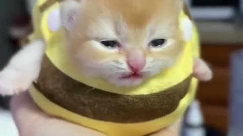 Cute kitten