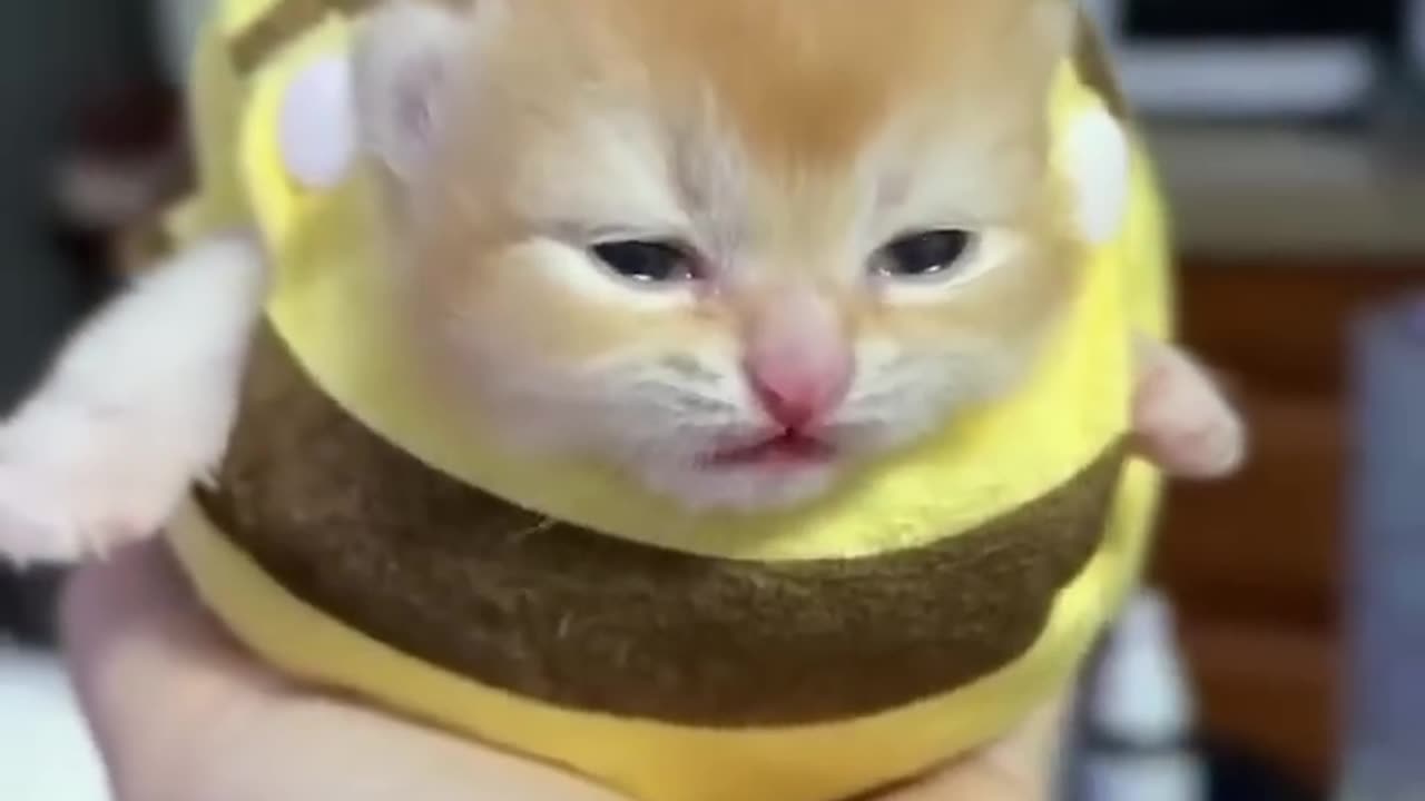 Cute kitten