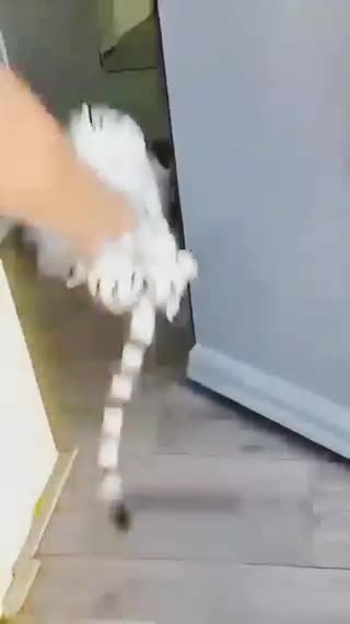 Beautiful video cats and dog