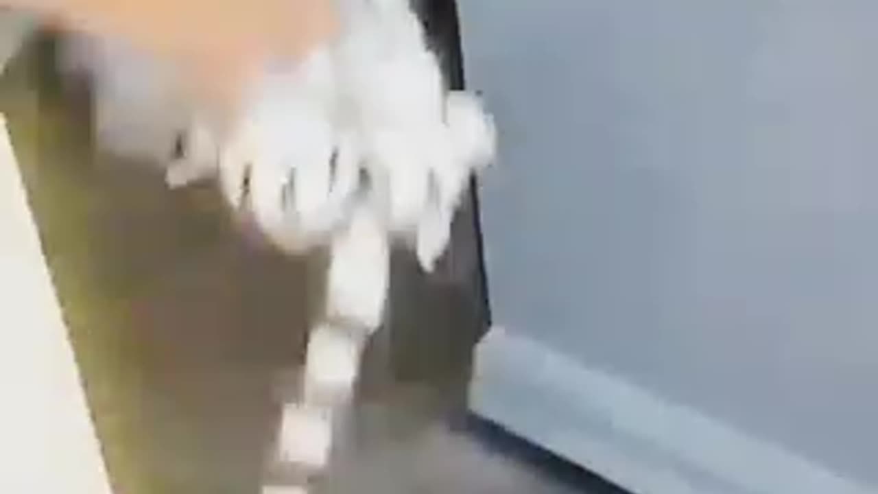 Beautiful video cats and dog