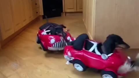 Funny cats drifting