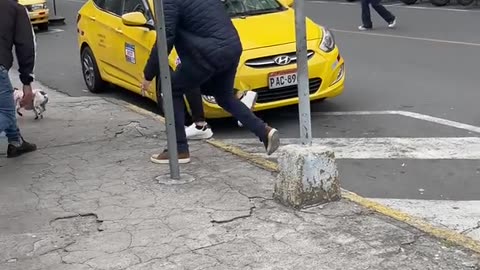 Runaway Dog Stops Traffic