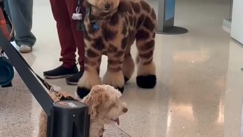 Dog Looks Like a Giraffe